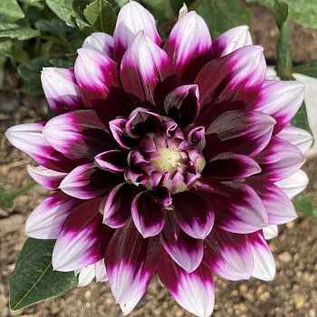 Георгина Мистери Дей 1шт