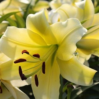 Лилия Ханимун 12/14 5шт