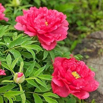 Пион Красный 1 шт