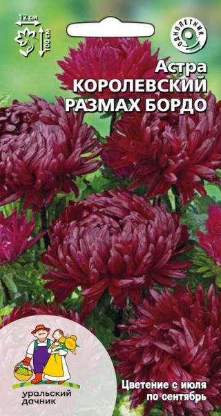 astra-korolevskiy-razmah-bordo