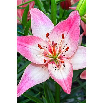 Лилия Розеллаз Дрим 12/14 5шт Садовита