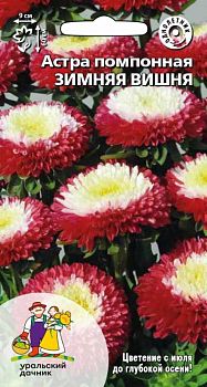 Цветы Астра Зимняя вишня помпонная ц/п Марс