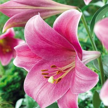 Лилия Пинк Хевен 12/14 5 шт