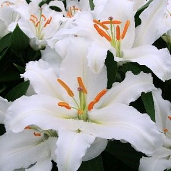 Лилия Биг Ньюс 13/14 2шт