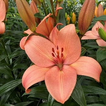 Лилия Корал Сансет 12/14 2 шт