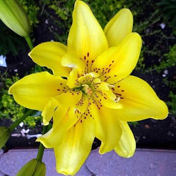 Лилия Фата Моргана 1шт