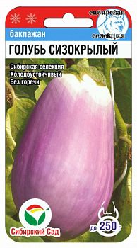 Баклажан Голубь сизокрылый ц/п СибС