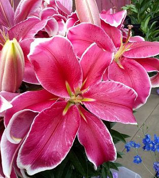 Лилия Эль Капитан 12/14 5 шт