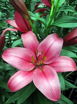 Лилия Астилло 12/14 7шт