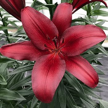 Лилия Баталеон 10/12 2шт