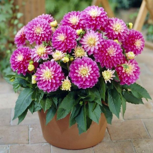 Георгина Рембранд 1шт Садовита