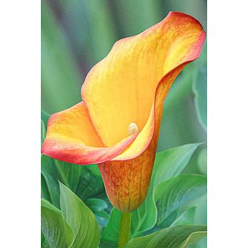 Калла Флейм 12/14 2шт Садовита