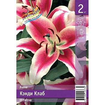 Лилия Кэнди Клаб 12/14 2шт