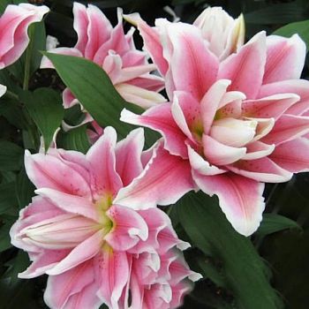 Лилия Дианта 12/14 2 шт