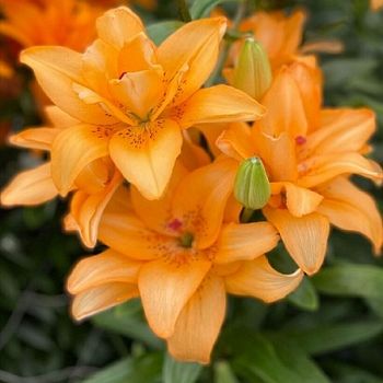 Лилия Баттерфляй Твинкл 12/14 2шт