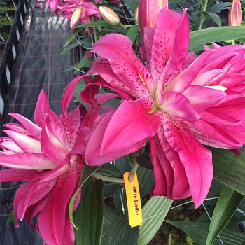 Лилия Валенте 12/14 1шт