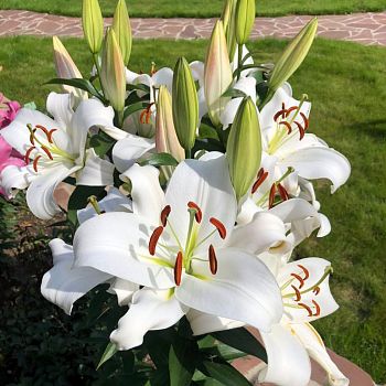 Лилия Замбези 2 шт