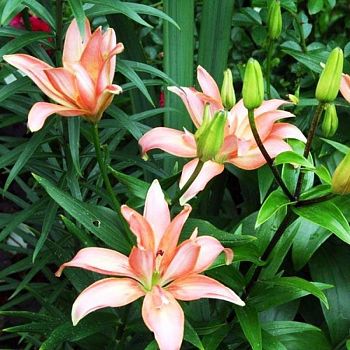 Лилия Фальмарин 1 шт