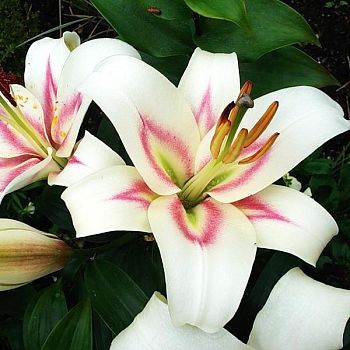 Лилия Бонбини 12/14 2шт