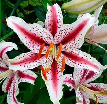 Лилия Диззи 5 шт