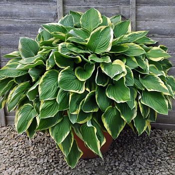 Хоста Ауреомаргината 1шт