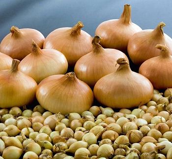 Лук-севок РОССИЯ Штутгартер (20кг +- 5%) ручная сборка