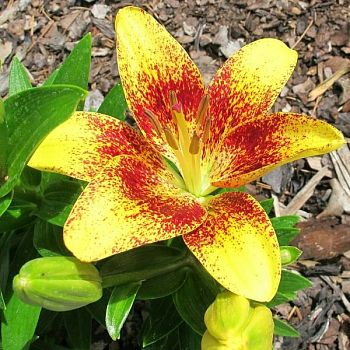 Лилия Тайни Наггет 10/12 2шт