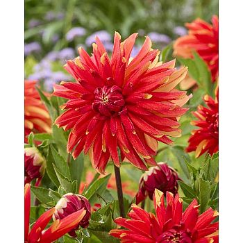 Георгина Джаплу (1шт)