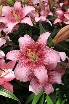 Лилия Пинк Браш 2шт