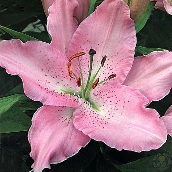 Лилия Бебоп 5 шт