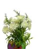 17786-PhotoRoom.png-PhotoRoom_1