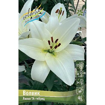 Лилия Волвик 10/12 7шт