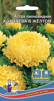 Цветы Астра Королева в жёлтом пионовидная ц/п Марс