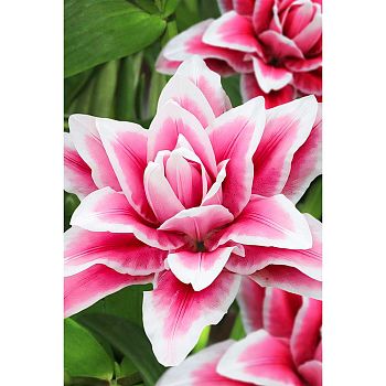 Лилия Роузлили Олимпия 12/14 5шт Садовита