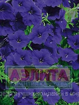 Цветы Петуния Суперкаскадная F1 синяя ц\п 10шт Аэлита*29