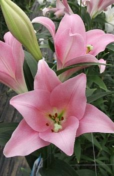 Лилия Варезе 10/12 2 шт