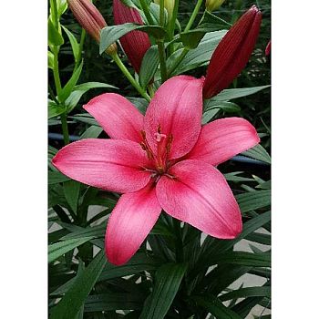 Лилия Дам Сквер 7 шт