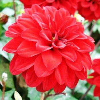 Георгина Зингер 1шт Садовита