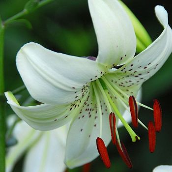 Лилия Уайт Твинкл 1шт