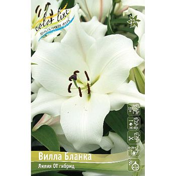 Лилия Вилла Бланка 12/14 3шт