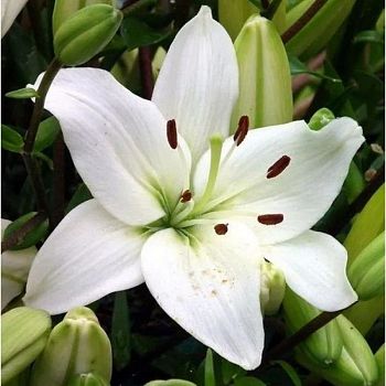 Лилия Асти 12/14 2шт