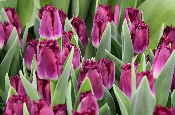 tyulpan_bahromchatyj_perpl_kristal_tulipa_purple_crystal_22b8bbc2_28241d8c535e88b1fde6028c3046b920