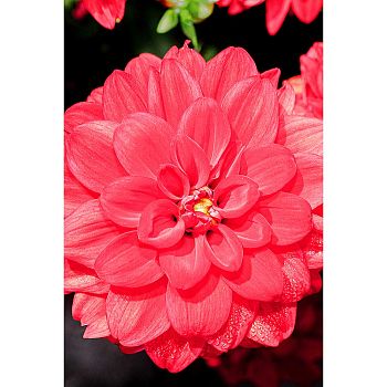 Георгина Зингаро 1шт Садовита