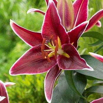 Лилия Магни Корз 12/14 3шт