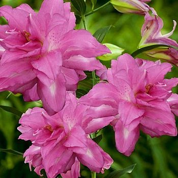 Лилия Лотус Дрим 12/14 5шт Садовита