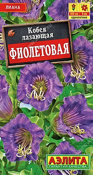 Цветы Кобея фиолетовая ц/п Аэлита*28