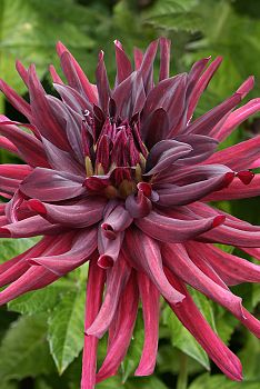 Георгина Нуи Дэте 1шт Садовита