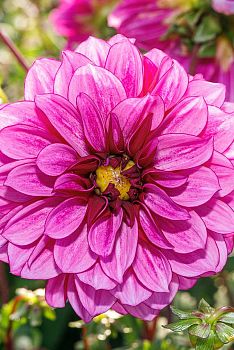 Георгина Блю Белл 1шт Садовита