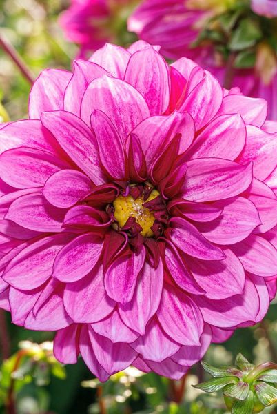 Георгина Блю Белл 1шт Садовита