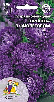 Цветы Астра Королева гигантов в фиолетовом пионовидная ц/п Марс